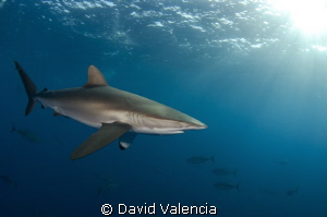 Silky shark and yellow fin tunas in the background. by David Valencia 